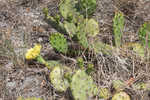 Common pricklypear